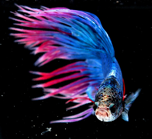 Betta Splendens - ryba, ktorej to myslí!